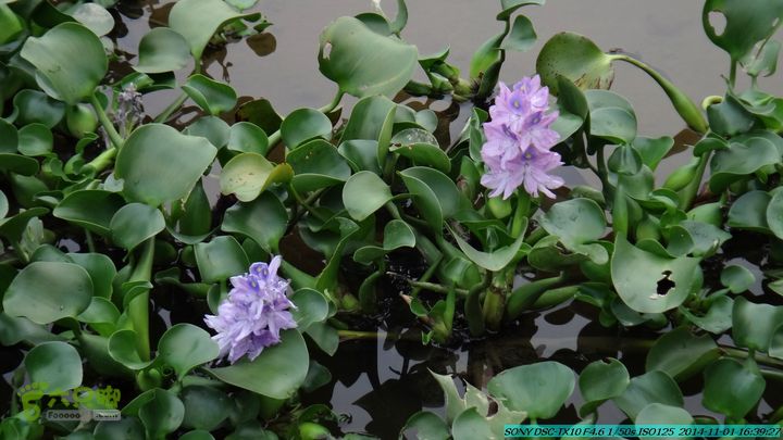 20141101-侯山-侯山隘-古道-临桂-桂林驴先锋户外DSC03567