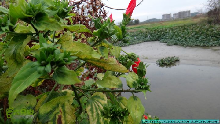 20141101-侯山-侯山隘-古道-临桂-桂林驴先锋户外DSC03568