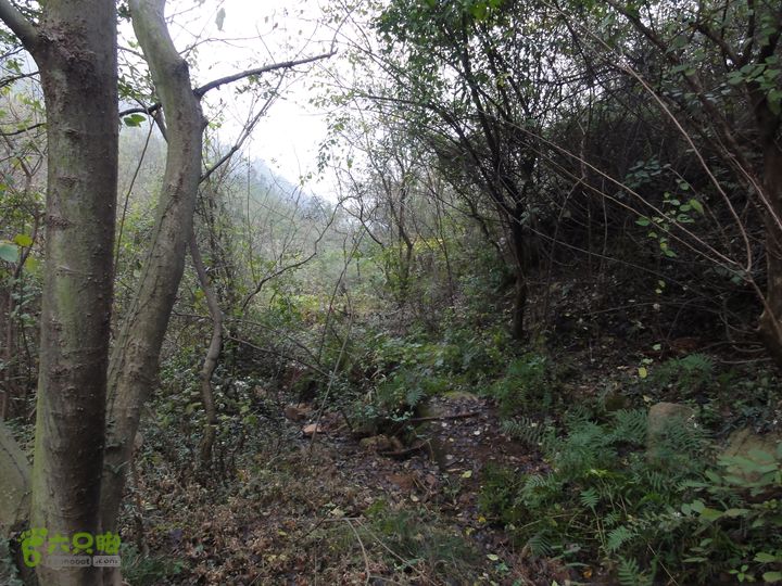 大龙山余湾到石树行DSC01780