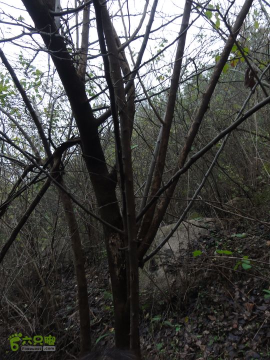 大龙山余湾到石树行DSC01792