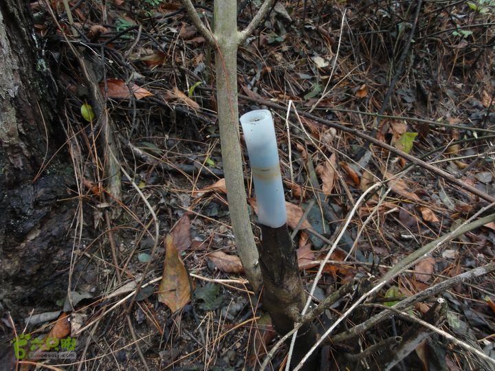 大龙山余湾到石树行DSC01801