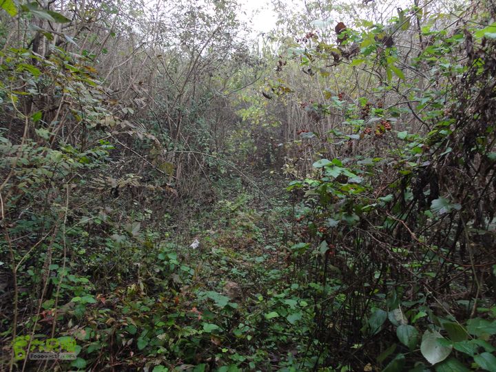 大龙山余湾到石树行DSC01805