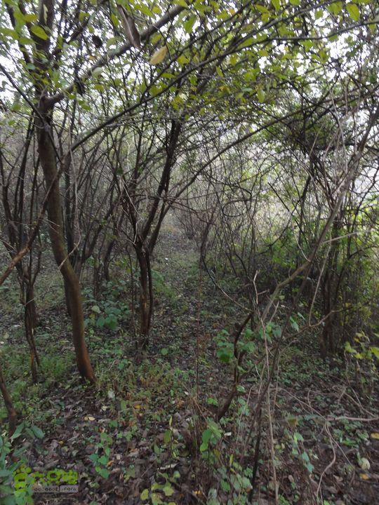 大龙山余湾到石树行DSC01815