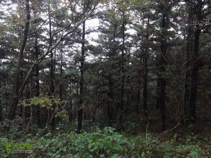 大龙山余湾到石树行DSC01817