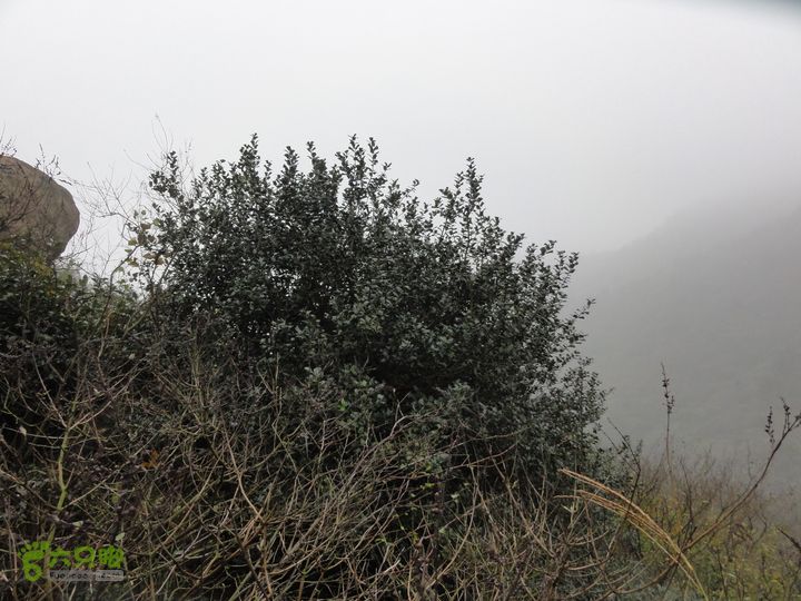 大龙山余湾到石树行DSC01839