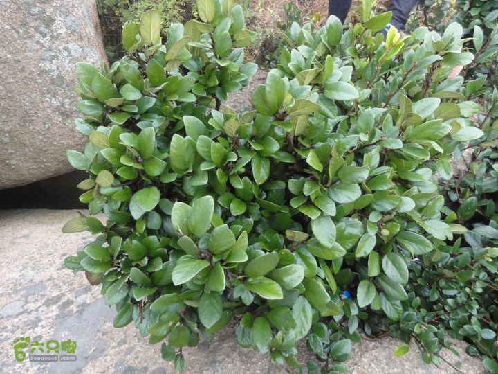 大龙山余湾到石树行DSC01877