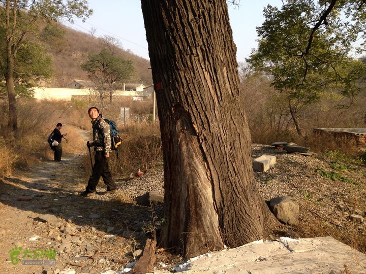 20141108--京西古道-徒步-王平-峰口庵-圈门徒步-京西古道- (117)  -- 村中古树 ！！