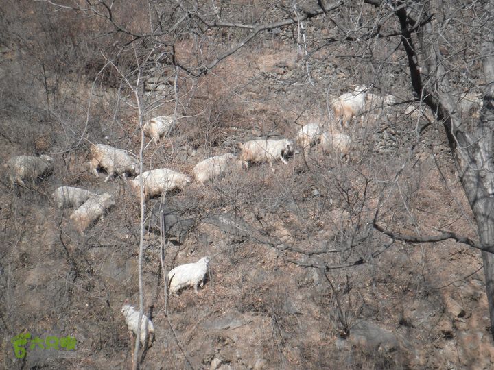 杨树洼-窑儿背-青杠尖-鱼骨寺-井儿峪-东太平-两峪口DSCF1243