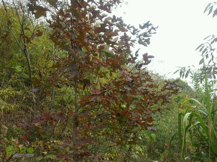 樟村~大雷岗~毛夹岙~樟村环线2014-11-19 10:22:08