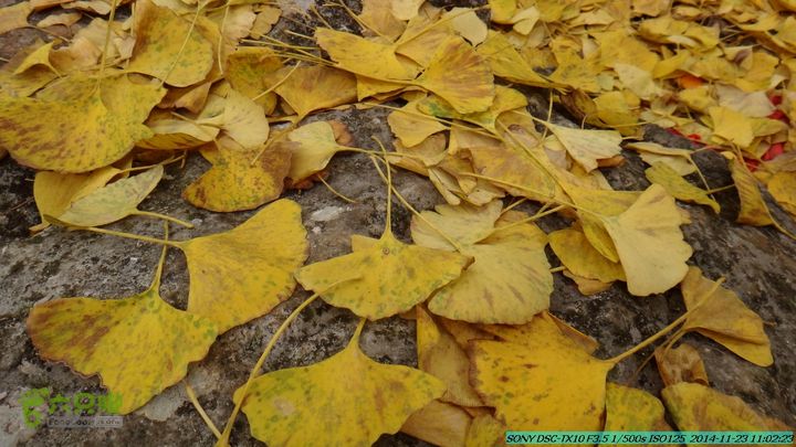 20141123-梯岭古道-报古塘-范家-董家-大兴坪DSC03730