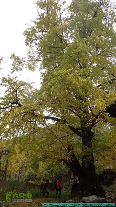 20141123-梯岭古道-报古塘-范家-董家-大兴坪DSC03731