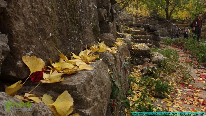 20141123-梯岭古道-报古塘-范家-董家-大兴坪DSC03737