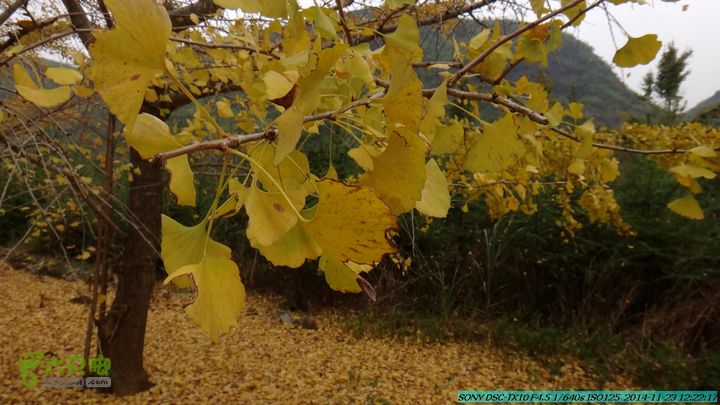 20141123-梯岭古道-报古塘-范家-董家-大兴坪DSC03743