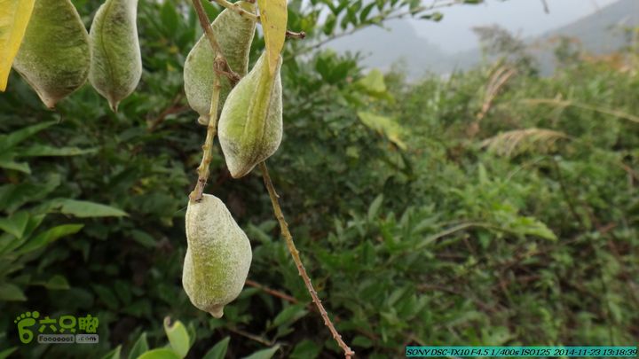 20141123-梯岭古道-报古塘-范家-董家-大兴坪DSC03768