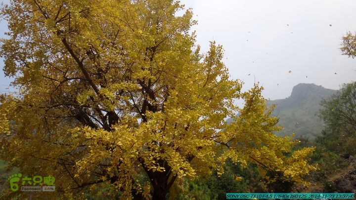 20141123-梯岭古道-报古塘-范家-董家-大兴坪DSC03773