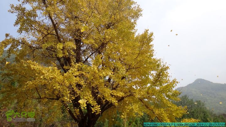 20141123-梯岭古道-报古塘-范家-董家-大兴坪DSC03775