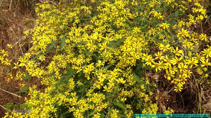 20141123-梯岭古道-报古塘-范家-董家-大兴坪DSC03778