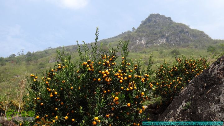 20141123-梯岭古道-报古塘-范家-董家-大兴坪DSC03787
