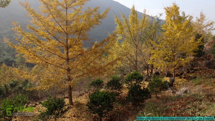 20141123-梯岭古道-报古塘-范家-董家-大兴坪DSC03790