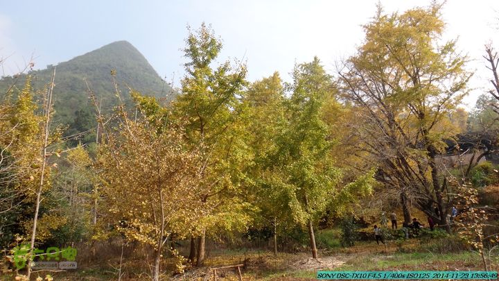 20141123-梯岭古道-报古塘-范家-董家-大兴坪DSC03791