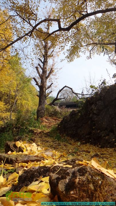 20141123-梯岭古道-报古塘-范家-董家-大兴坪DSC03794