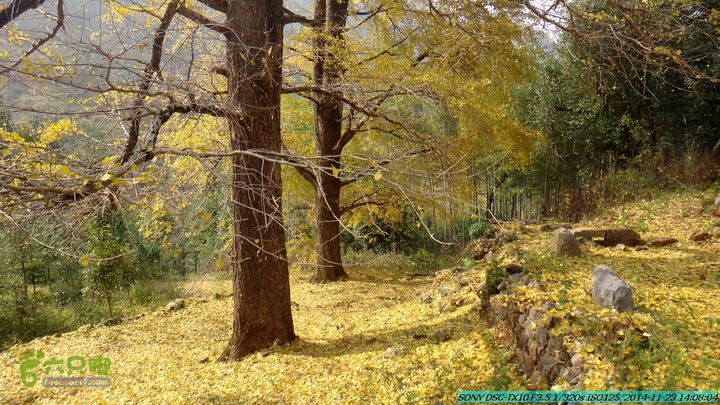 20141123-梯岭古道-报古塘-范家-董家-大兴坪DSC03815