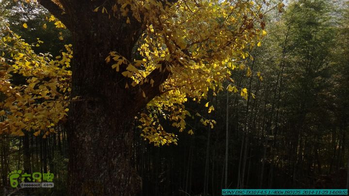 20141123-梯岭古道-报古塘-范家-董家-大兴坪DSC03820