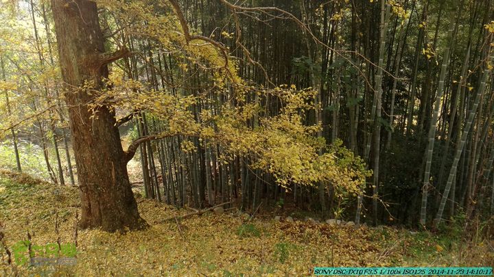 20141123-梯岭古道-报古塘-范家-董家-大兴坪DSC03821