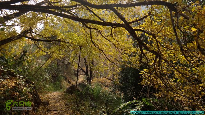 20141123-梯岭古道-报古塘-范家-董家-大兴坪DSC03822
