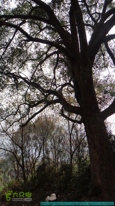 20141123-梯岭古道-报古塘-范家-董家-大兴坪DSC03837