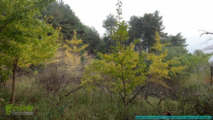 20141123-梯岭古道-报古塘-范家-董家-大兴坪DSC03839