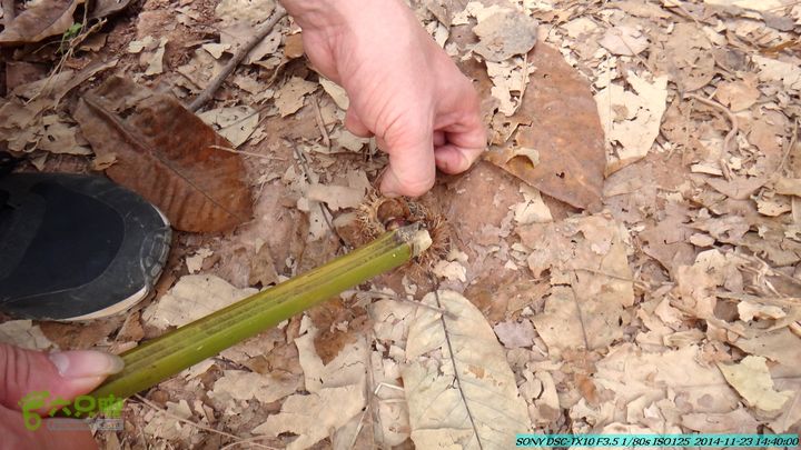 20141123-梯岭古道-报古塘-范家-董家-大兴坪DSC03840