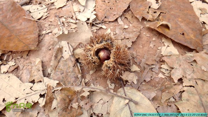 20141123-梯岭古道-报古塘-范家-董家-大兴坪DSC03841