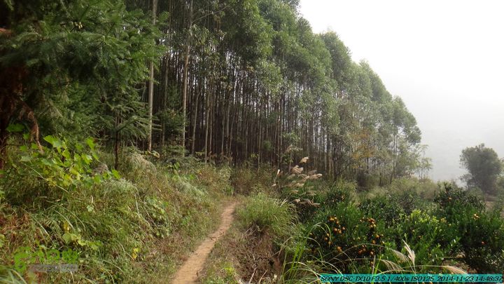 20141123-梯岭古道-报古塘-范家-董家-大兴坪DSC03846