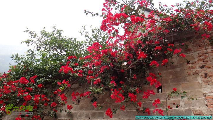 20141123-梯岭古道-报古塘-范家-董家-大兴坪DSC03849