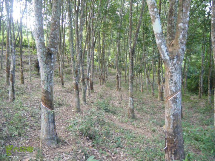 14.11.27五指山到屯昌DSCF0749