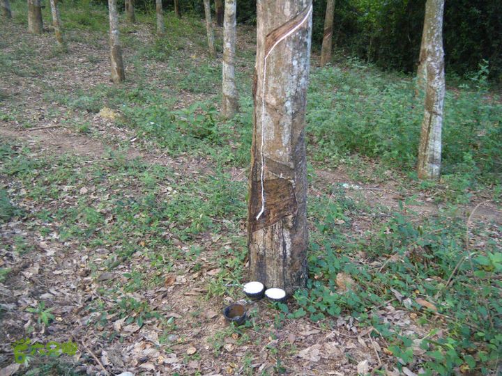 14.11.27五指山到屯昌DSCF0750