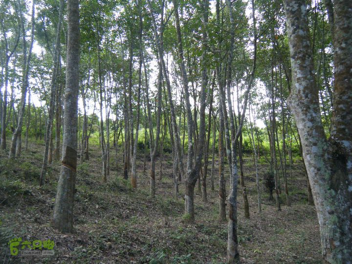 14.11.27五指山到屯昌DSCF0751