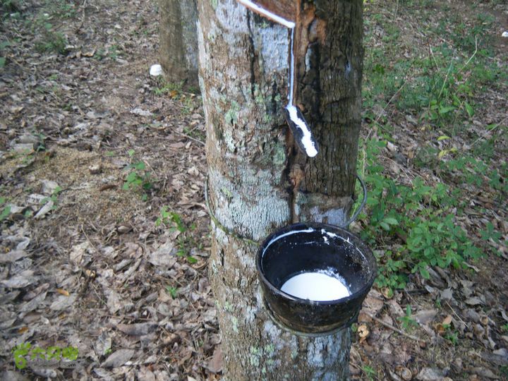 14.11.27五指山到屯昌DSCF0752