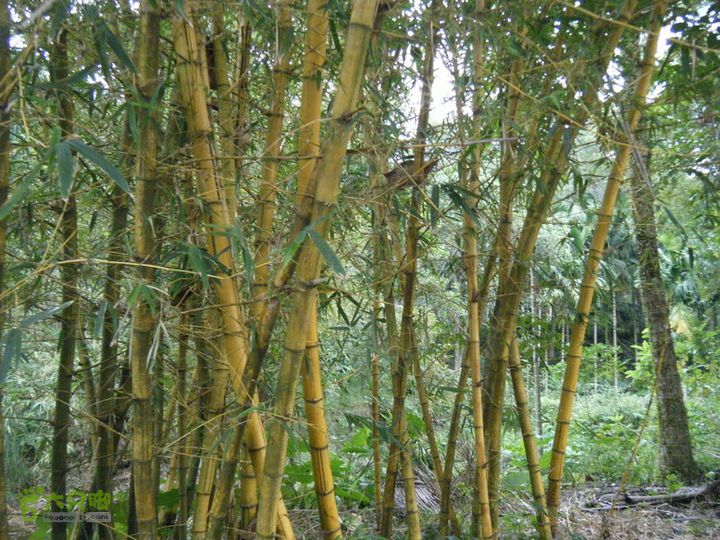 14.11.27五指山到屯昌DSCF0828