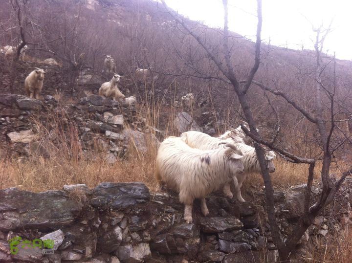 三合庄-咔嚓山-沙地-三合庄环越照片 044