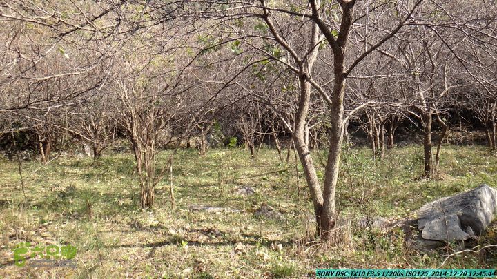 20141220-乌茅岭瑞云古道(神山古道)DSC04100