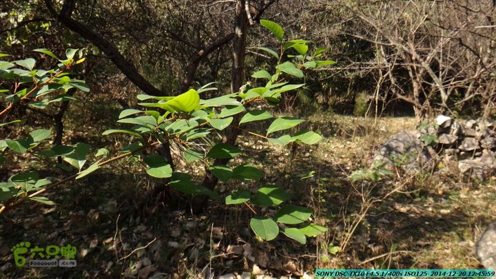 20141220-乌茅岭瑞云古道(神山古道)DSC04102