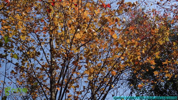 20141220-乌茅岭瑞云古道(神山古道)DSC04107