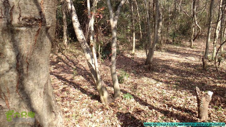 20141220-乌茅岭瑞云古道(神山古道)DSC04115