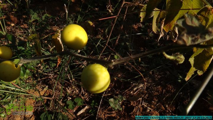 20141220-乌茅岭瑞云古道(神山古道)DSC04131