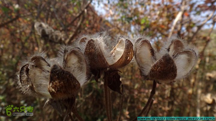 20141220-乌茅岭瑞云古道(神山古道)DSC04132