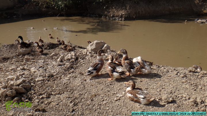 20141220-乌茅岭瑞云古道(神山古道)DSC04143