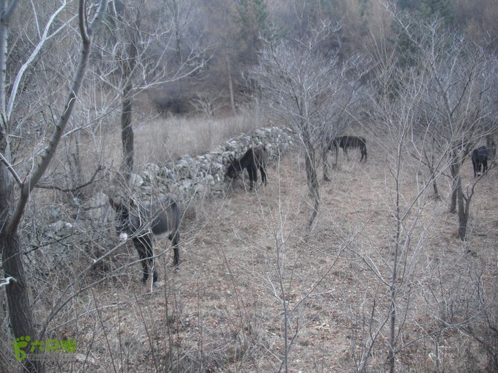 下花楼-黄石碴-河口DSCF3280
