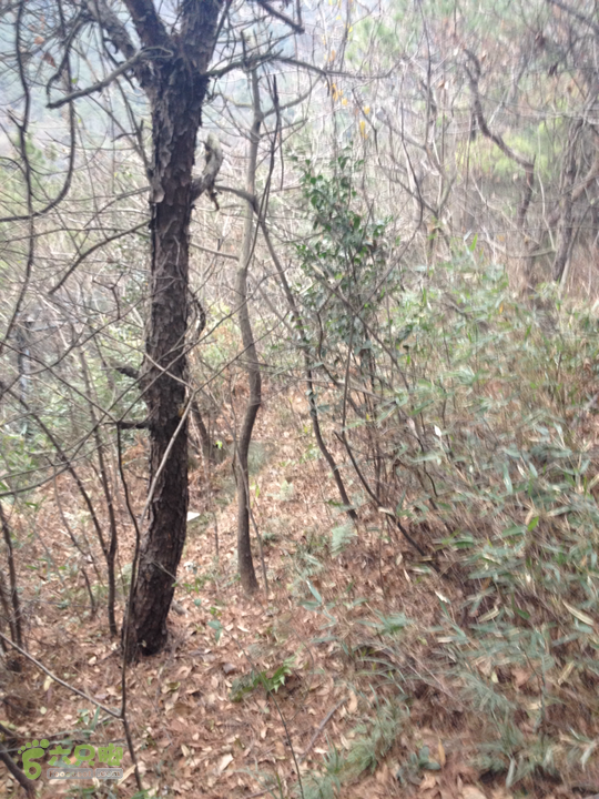 惠山森林公园钱荣入口上山2015-01-06 15:21:53